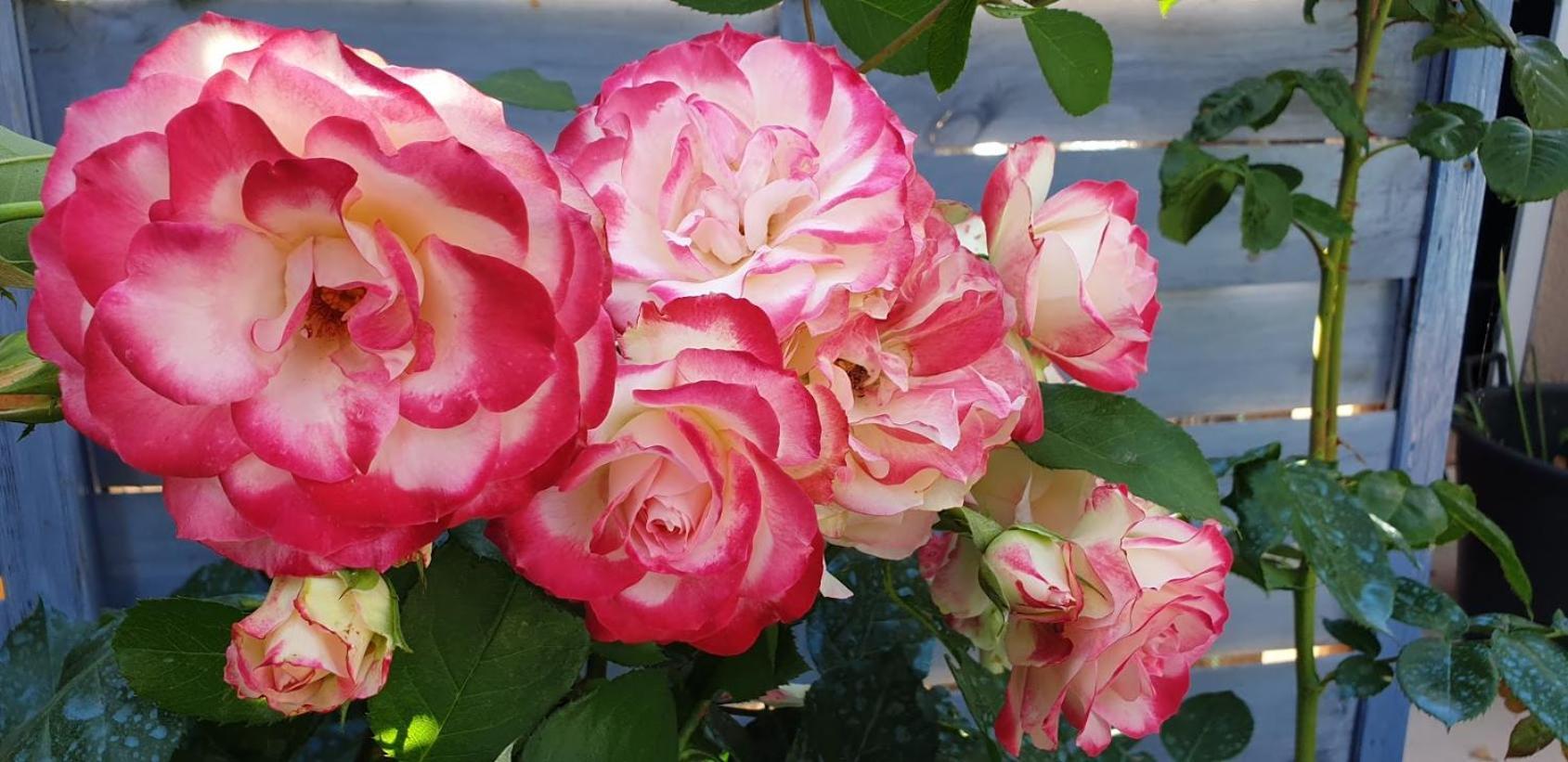 L'Hermine Occitane B&B Gratens المظهر الخارجي الصورة