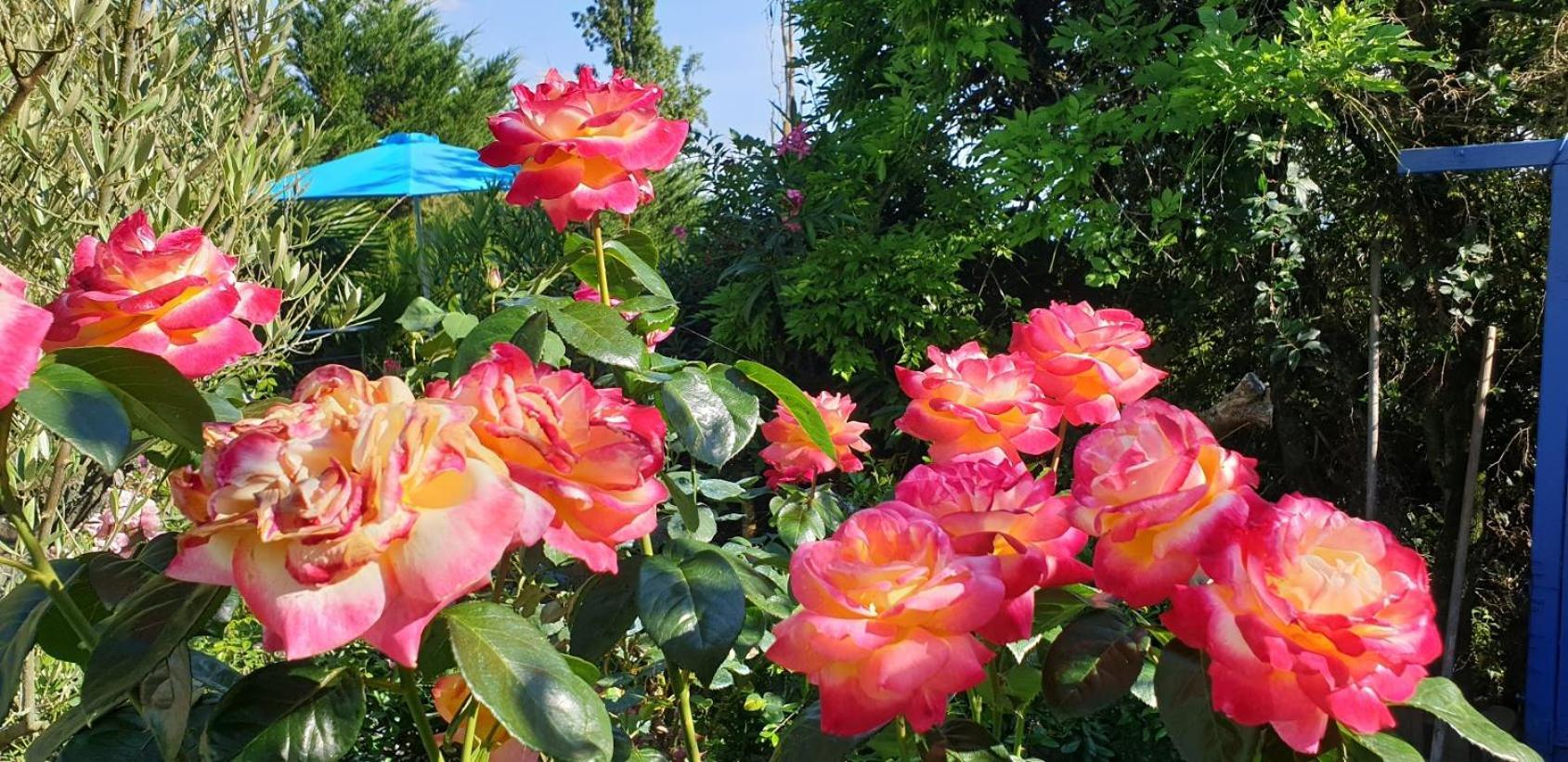 L'Hermine Occitane B&B Gratens المظهر الخارجي الصورة