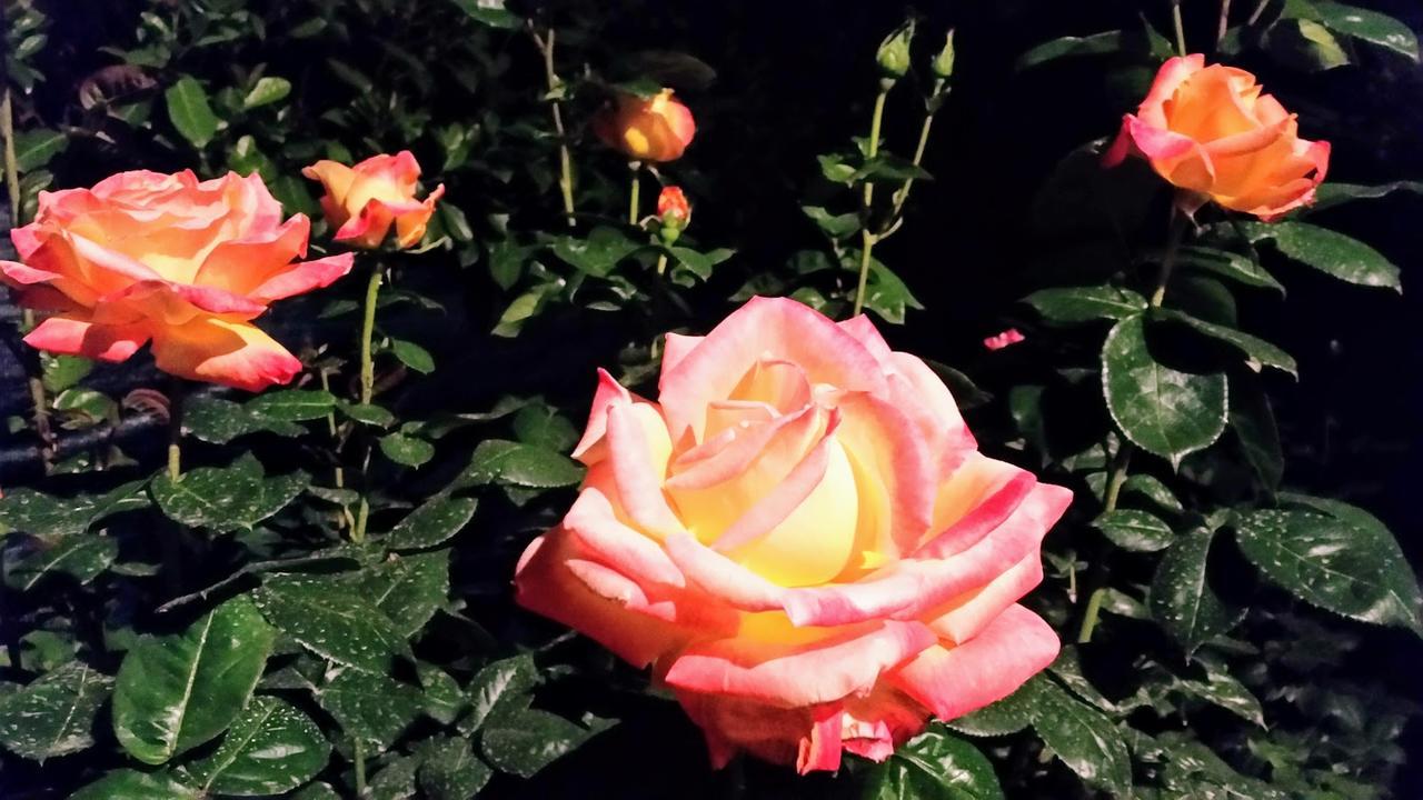 L'Hermine Occitane B&B Gratens المظهر الخارجي الصورة